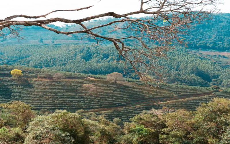 巴西米纳斯土丘可庄园半日晒咖啡豆：风味特征、处理工艺与冲煮要点全解析