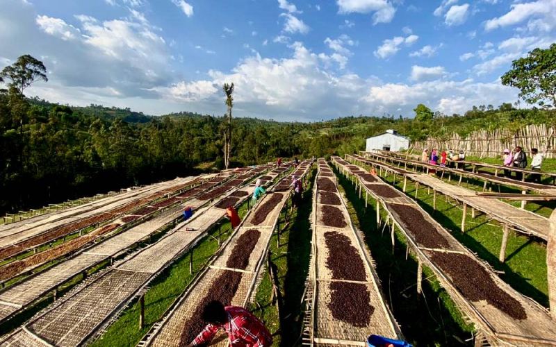 Ethiopian Coffee History | Where Does Yirgacheffe Coffee Flavor Come From? Essential African Single-Origin Pour-Over Coffee Beans for Beginners