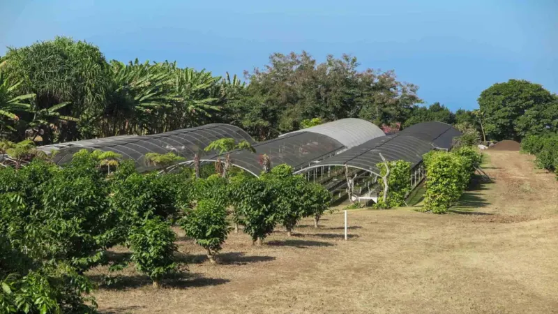 夏威夷科纳咖啡产区特色与手冲方法完整解读