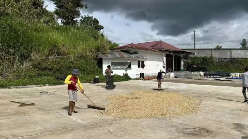 PWN Golden Mandheling Coffee | What factors influence Indonesian coffee flavor? What is the wet-hulling process for Mandheling coffee?