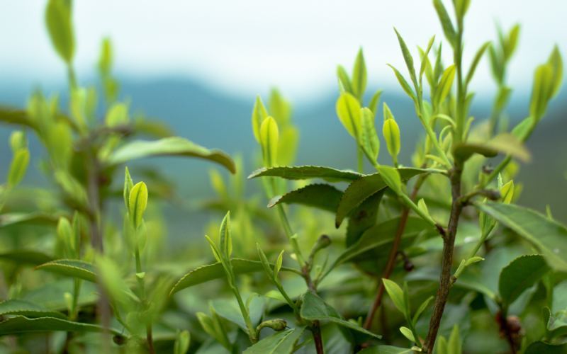 茶叶入门必看：七部经典茶纪录片，读懂茶的发展脉络与制茶大师