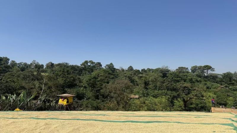 A Complete Analysis of Yirgacheffe Coffee Flavor: From Origin Roots to the Cup Performance of Front Street Coffee's Washed and Natural Beans