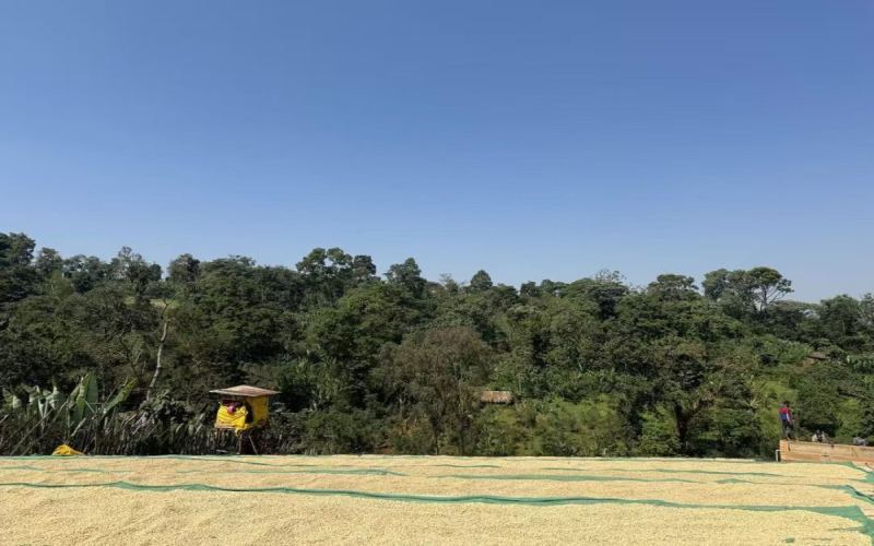 A Complete Analysis of Yirgacheffe Coffee Flavor: From Origin Roots to the Cup Performance of Front Street Coffee's Washed and Natural Beans