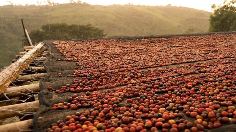 How to Choose Cold Brew Coffee Beans: A Flavor Guide from Light to Dark Roast