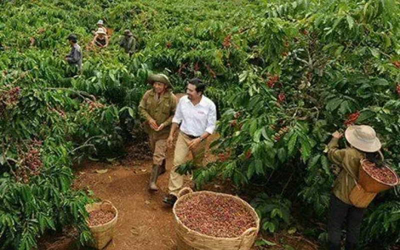 越南罗布斯塔咖啡遭遇减产危机，收购价突破1亿越南盾大关