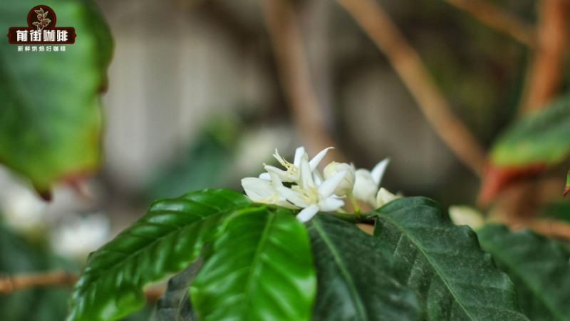 云南小粒咖啡产区分布与风味特点全解析：普洱、保山、临沧三地种植条件对比