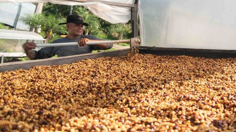 Moka Pot Medium-Dark Roast Bean Selection Guide: From Nutty Cocoa to Rich Sweetness