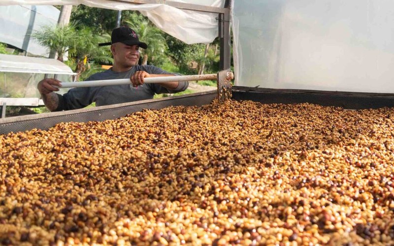 Moka Pot Medium-Dark Roast Bean Selection Guide: From Nutty Cocoa to Rich Sweetness