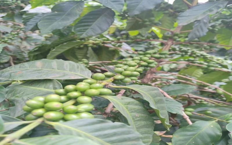 From Light to Dark Roast: How Brazilian Coffee Bean Flavors Change