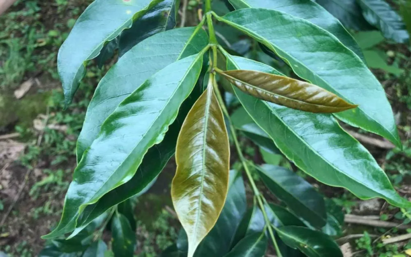 铁皮卡咖啡品种特性解析：红顶外观、优雅风味与种植挑战及前街精选豆单