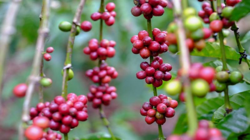 PWN Golden Mandheling Flavor Characteristics | Why Does Pour-Over Indonesian Mandheling Coffee Taste Sour? Is Mandheling a Coffee Variety? Where Does the Mandheling Flavor Come From?