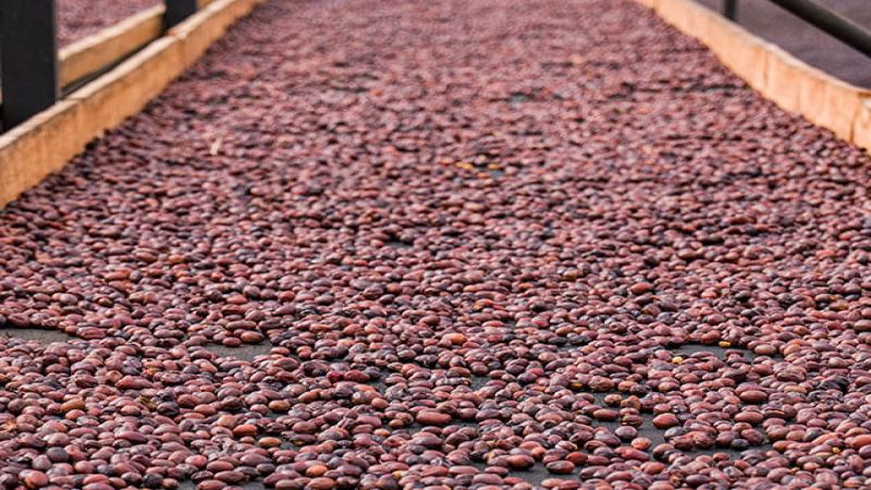 Understand the degassing period and drinking window on coffee bags to pick single-origin pour-over beans that are smooth without sourness or bitterness