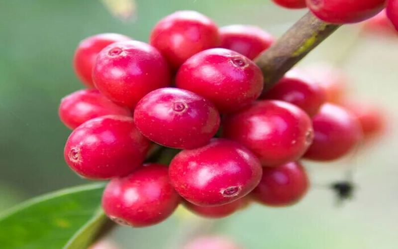 Gesha Village Gori Gesha and Gesha 1931 | What are the differences in flavor and mouthfeel between Gesha Village Green Label and Emerald Green Label Gesha? What varieties of Gesha coffee are there?

