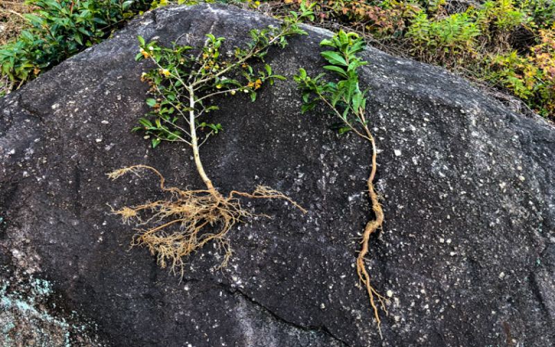 凤庆滇红品种特征与品牌选购指南：从茶园管理到制茶工艺的全面解析