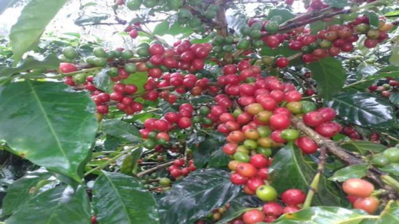 卡杜拉及其衍生品种全解析：卡蒂姆、卡杜艾、哥斯达黎加95与Lempira