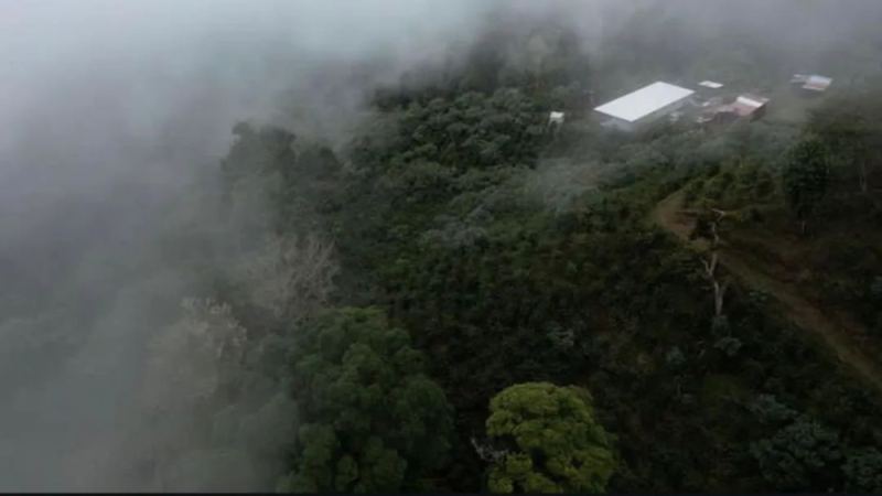 巴拿马驴子庄园瑰夏咖啡风味全解析：百年名庄的日晒处理与杯测表现
