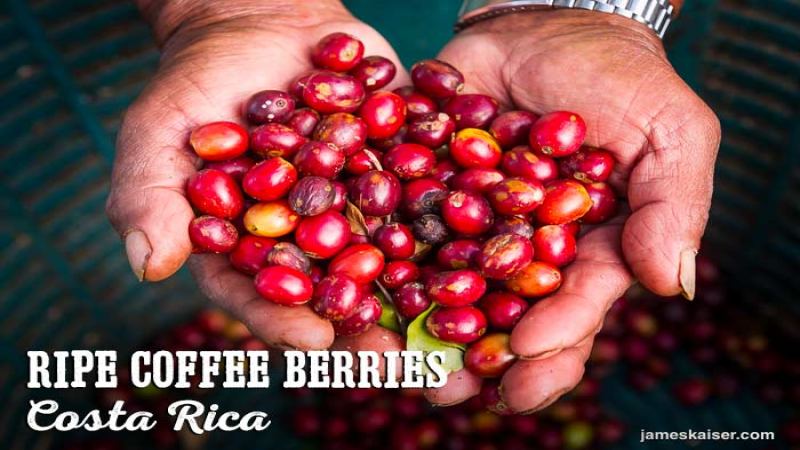 Finca Cantera: A Family Farm Run by the Garrido Sisters