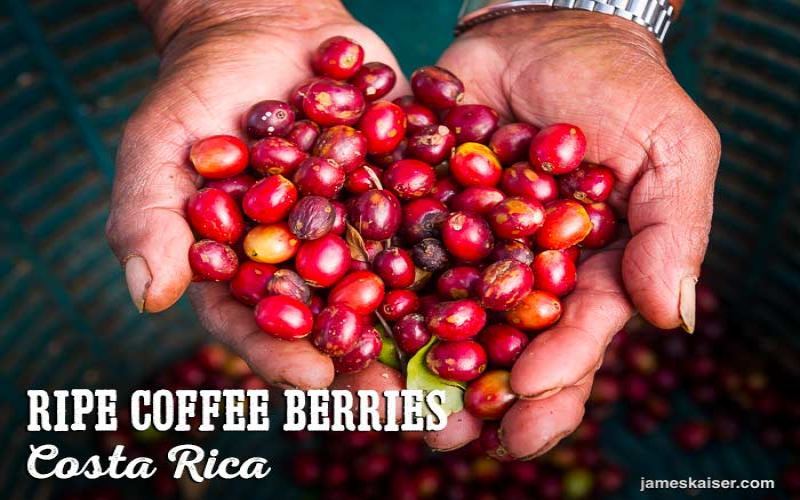 Finca Cantera: A Family Farm Run by the Garrido Sisters
