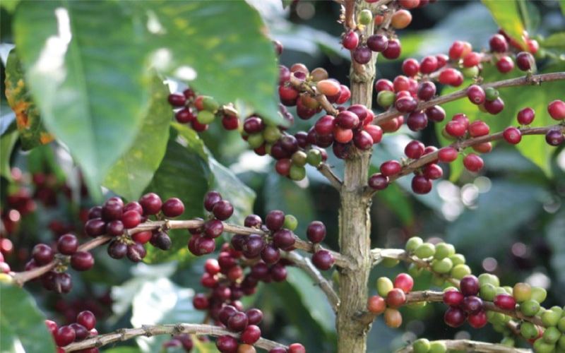 How to Choose Roast Level? A Repurchase Review of Three Coffee Beans