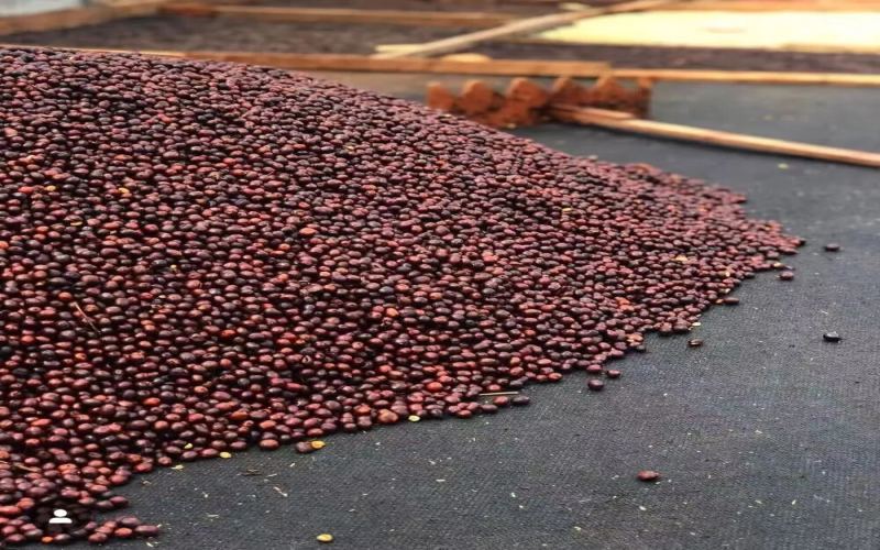 Are Caturra and Catuai coffee beans both Arabica varieties? What are the differences in their flavor characteristics?