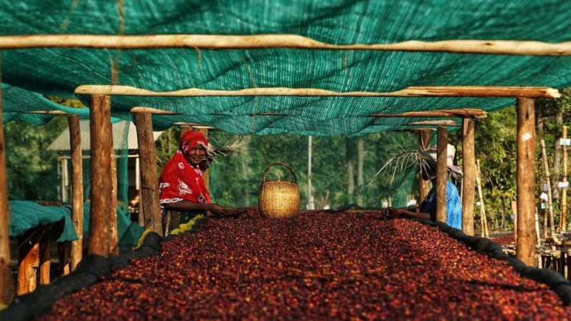 Yirgacheffe Adado with Rich Floral and Fruity Aromas: A Full Analysis of Origin Terroir, Processing Method, and Roasting & Grinding