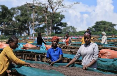 Yirgacheffe G1 and G2: How Ethiopian Coffee Grading Works