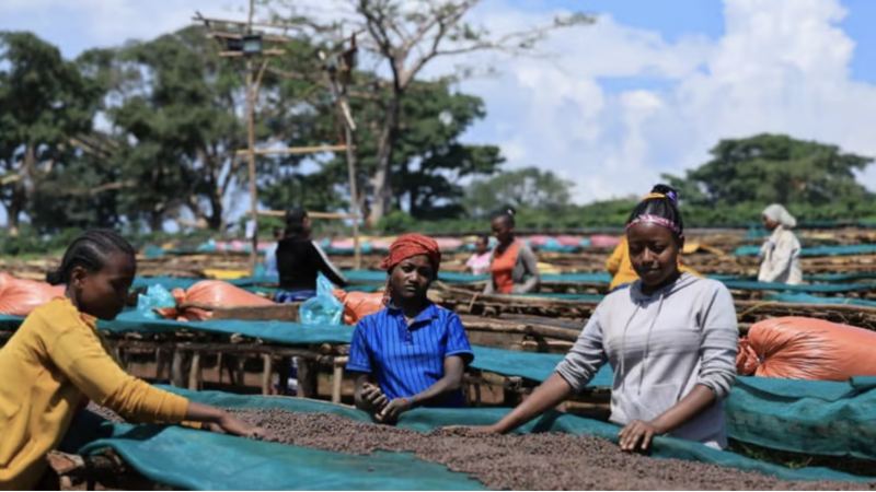 Yirgacheffe G1 and G2: How Ethiopian Coffee Grading Works