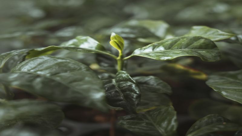 肯尼亚AA咖啡豆品种特征解析与手冲风味口感全描述