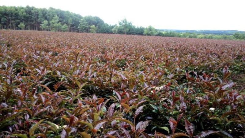 肯尼亚紫茶是什么茶？探秘茶汤呈紫色的天然品种及正宗购买渠道