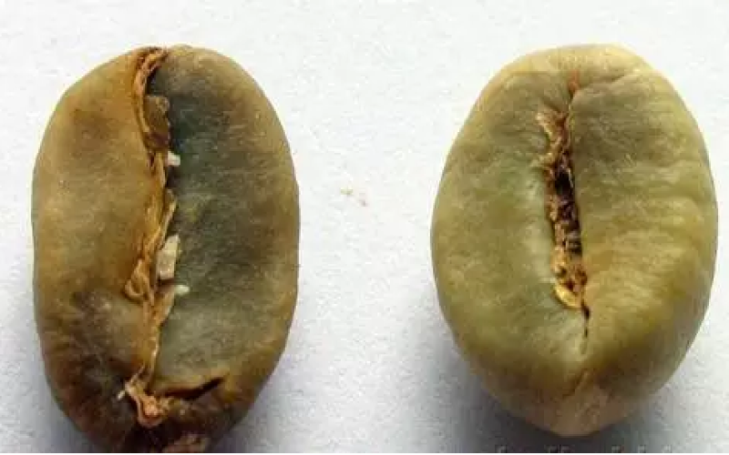 罗布斯塔豆与阿拉比卡豆怎么区分？从外观、风味到种植差异全面解析