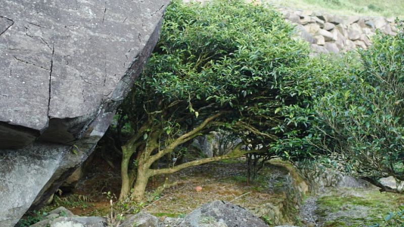 铁观音、武夷岩茶与凤凰单枞：中国乌龙茶风味差异全解析