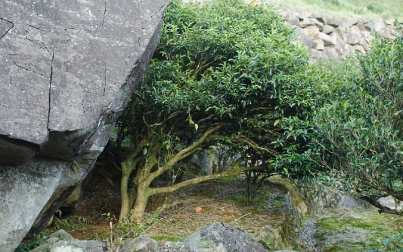 铁观音、武夷岩茶与凤凰单枞：中国乌龙茶风味差异全解析