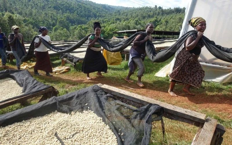 Choosing Low-Acid, Sweet-Finish Coffee Beans by Roast Level: From Medium-Light to Dark Roast