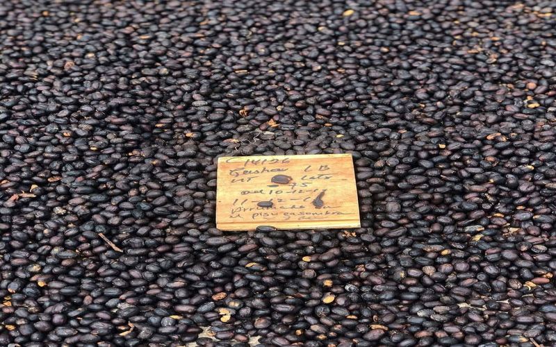 American Black Coffee Beans Recommendations: Balancing Budget and Drinking Frequency