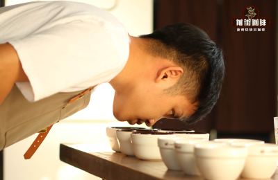 Introduction to the Coffee Cupping Procedure: How to Perform Coffee Cupping and What It Is For