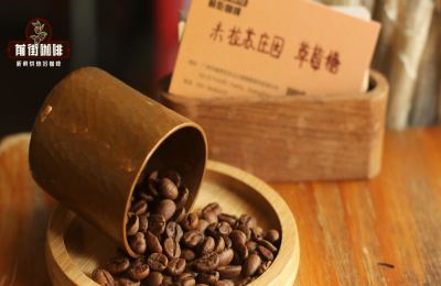 Costa Rican Geisha Guide: Strawberry Candy Coffee Beans