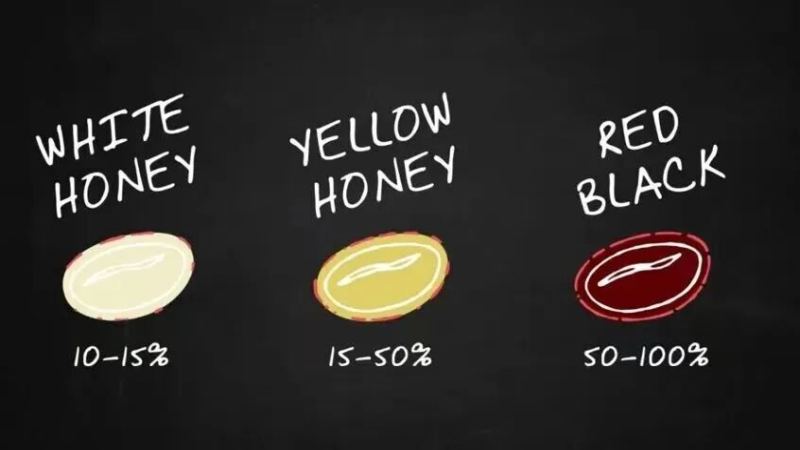Specialty Pour-Over Coffee Bean Recommendation | What's the Difference Between Red Honey, Yellow Honey, and Black Honey Processing? An Introduction to the Flavor and Mouthfeel of Costa Rica's Pilon Processing Plant Black Honey Process Caturra