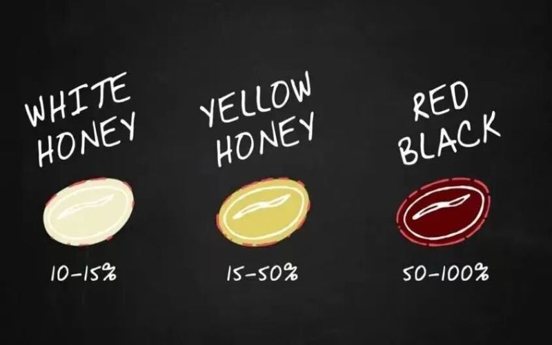 Specialty Pour-Over Coffee Bean Recommendation | What's the Difference Between Red Honey, Yellow Honey, and Black Honey Processing? An Introduction to the Flavor and Mouthfeel of Costa Rica's Pilon Processing Plant Black Honey Process Caturra