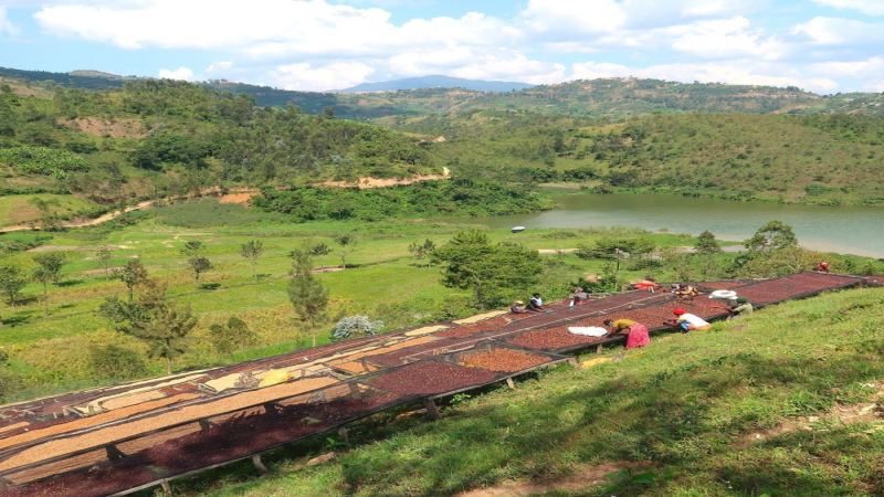 Yirgacheffe Buying Guide: Flavor Comparison of Washed and Natural Processing Methods in the Sidama Region and Front Street Coffee's Daily Bean Recommendations