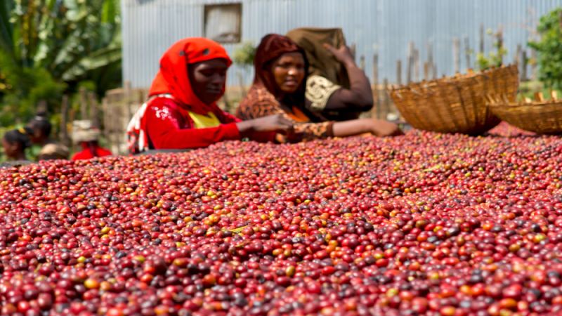 Analysis of the Three Major Bourbon Coffee Varieties: Origins, Characteristics, and Brewing Parameters of Red Bourbon, Yellow Bourbon, and Pink Bourbon