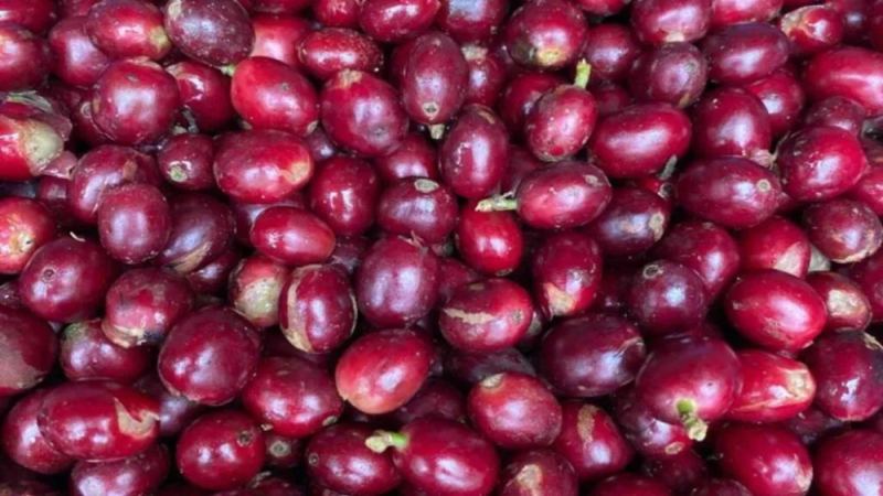 改良铁皮卡Typica Mejorado究竟是何品种？稀有咖啡豆种起源与风味全解析