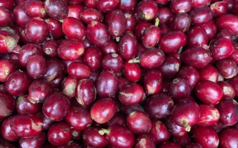 改良铁皮卡Typica Mejorado究竟是何品种？稀有咖啡豆种起源与风味全解析