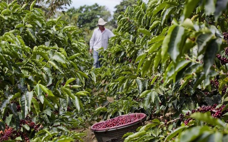 The Darker the Roast, the Less Acidic? A Guide to Choosing Beans for Pour-Over