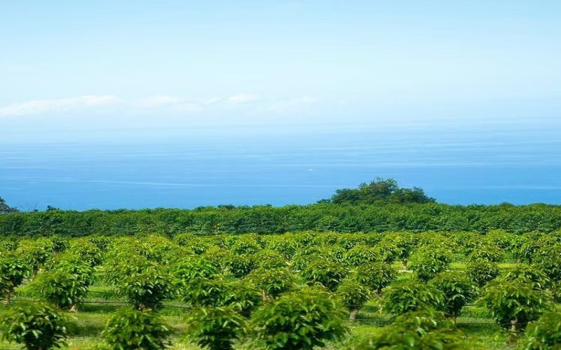 低海拔也能产出顶级风味：夏威夷科纳咖啡豆产地、品种与冲煮全解析