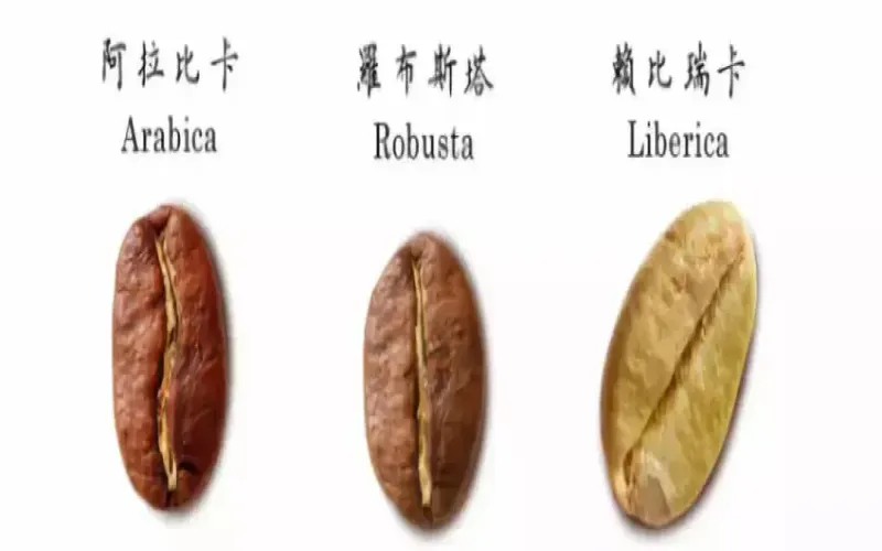 阿拉比卡咖啡的三大经典品种：铁皮卡、波旁与瑰夏的起源、特征与传播历程