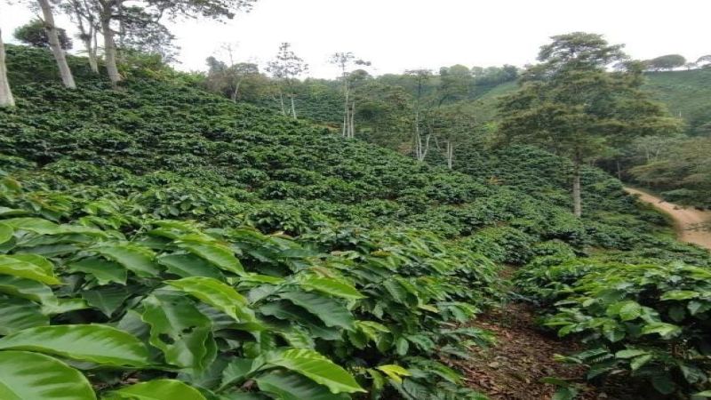 哥伦比亚咖啡种植历史与瑰夏品种溯源：从产地分布到翡翠庄园风味演变