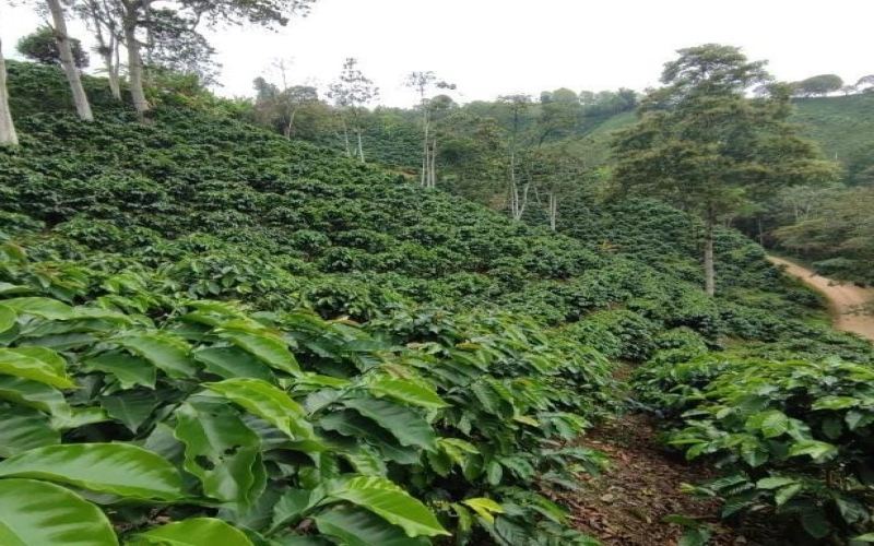哥伦比亚咖啡种植历史与瑰夏品种溯源：从产地分布到翡翠庄园风味演变