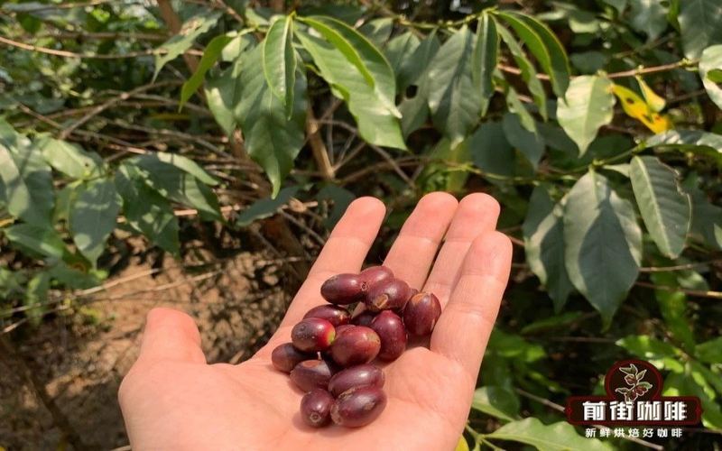 Master the flavor window of light-roast pour-over: understanding the degassing cycle and sealed storage to make aroma last longer