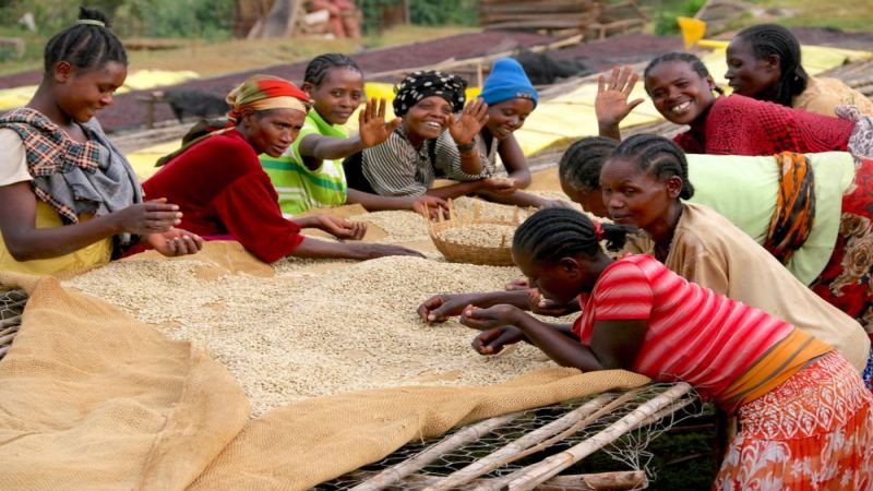 The Heart of Africa, Burundi: A Full Analysis of Specialty Coffee Regions, Varieties, Flavors, and Export Prices