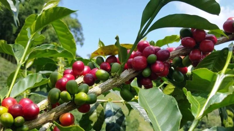Full-Bodied Coffee Beans: The Source of Body and How to Choose